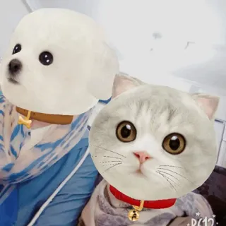 ✨ 狗, 猫, 动物, 宠物, 可爱, 搞笑 whatsapp sticker