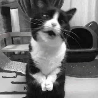 🖇 cat, funny, animal, pet, black and white, tuxedo cat telegram sticker