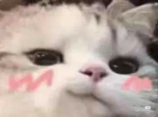 😏 Katze, Tier, süß, Haustier, Katzenartig, Kätzchen whatsapp sticker