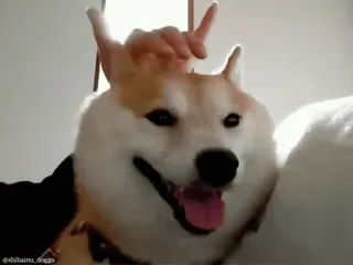 🦖 chien, shiba inu, animal de compagnie, animal, mignon, drôle, toutou telegram sticker