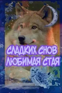 🌟 СЛАДКИХ СНОВ ЛЮБИМАЯ СТАЯ หมาป่า, นกฮูก, กลางคืน, พระจันทร์, การนอนหลับ, ดวงดาว, ฝันดี, สัตว์, ภาพประกอบ telegram sticker