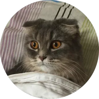😔 gato, Scottish Fold, animal, animal de estimação, fofo, felino whatsapp sticker