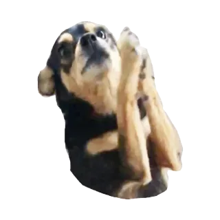 🙏 dog, animal, cute, pet telegram sticker
