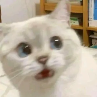 ✨ Katze, weiße Katze, blaue Augen, Tier, Haustier, süß, Haustier telegram sticker
