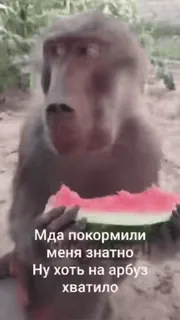 😳 Мда покормили меня знатно
Ну хоть на арбуз хватило Affe, Wassermelone, Tier, Affe, Essen telegram sticker
