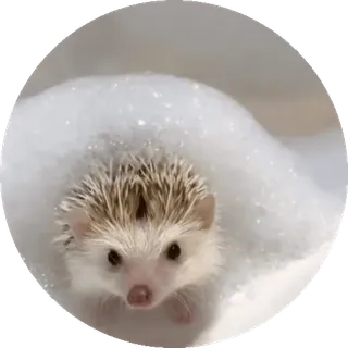 🌟 nhím, dễ thương, động vật, thú cưng, tắm, xà phòng telegram sticker