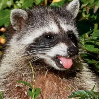 🤢 енот, животное, млекопитающее, дикая природа, природа telegram sticker