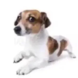 dog carismático whatsapp stickers