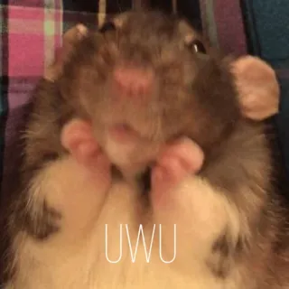 😚 UWU rat, animal, mignon, uwu, mème telegram sticker