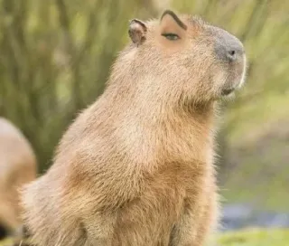 🤨 Capybara, rongeur, animal, mammifère, nature whatsapp sticker