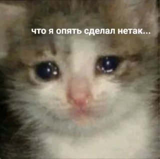 🌟 что я опять сделал нетак... chat, triste, Mème, russe, autocollant telegram sticker