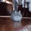 🐱