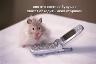 🤔 ало это светлое будущее
хватит обходить меня стороной hámster, teléfono, animal, divertido, lindo, meme whatsapp sticker