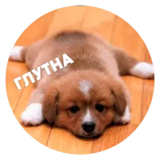 😭 ГЛУТНА 子犬, 犬, かわいい, 動物, ペット telegram sticker