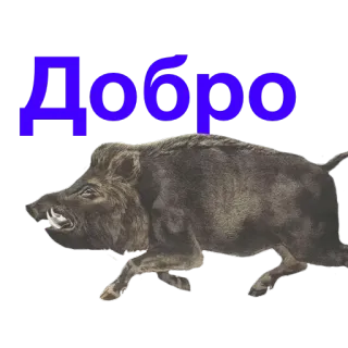 ✋ Добро jabalí, animal, salvaje, cerdo, bosque telegram sticker