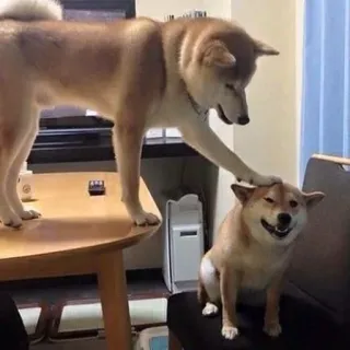 ☺️ hunde, haustiere, tiere, freundschaft, shiba inu, süß telegram sticker