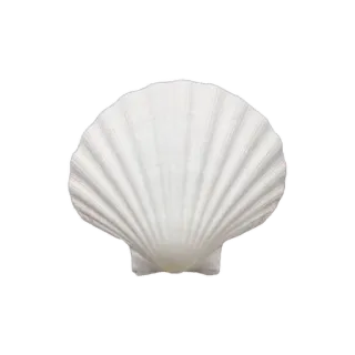 🌟 Muschel, Muschel, Strand, Ozean, Meer, Meeresleben, Natur telegram sticker