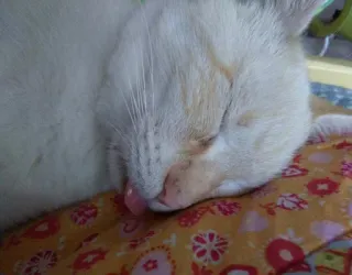 😋 chat, dormir, animal, chat domestique, mignon, animal de compagnie telegram sticker