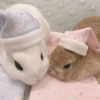 🌟 rabbit, bunny, sleep, cute, animal, hat, pet whatsapp sticker