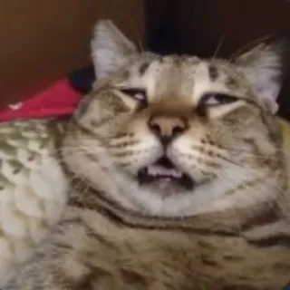 🙄 cat, animal, funny, meme, pet, domestic animal whatsapp sticker