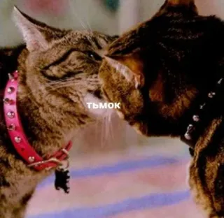😘 тьмок Katzen, küssen, Tiere, Liebe, Zärtlich telegram sticker