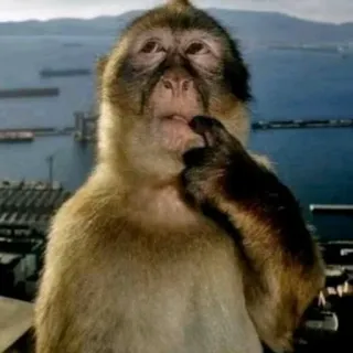 😝 Barbary macaque monkey, thinking, pondering, curious, macaque, nature, animal telegram sticker