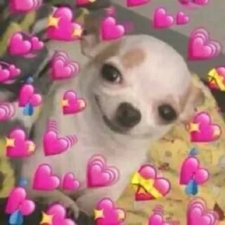 🌟 perro, corazones, lindo, chihuahua, amor whatsapp sticker