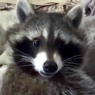 😰 mapache, animal, mamífero, fauna, lindo telegram sticker