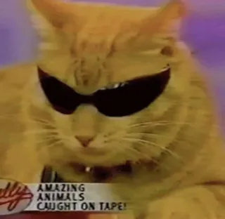 😎 AMAZING ANIMALS CAUGHT ON TAPE! cat, sunglasses, funny, animal, cool cat, amazing animals, caught on tape whatsapp sticker