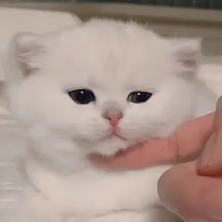 🐾 Katze, Kätzchen, süß, Tier, Haustier, weiß, flauschig, häuslich telegram sticker