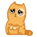 🥺 chat, triste, orange, chaton, mignon, animal whatsapp sticker
