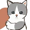 🐱