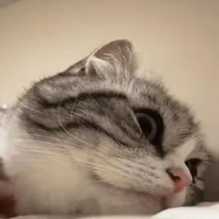 🐈 chat, animal, animal de compagnie, chaton, mignon, mammifère telegram sticker