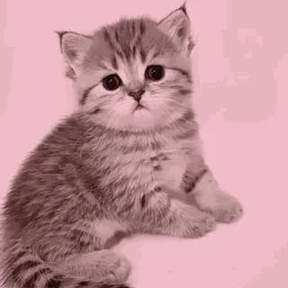 🫤 子猫, 猫, かわいい, ペット, 動物, 飼い猫 telegram sticker