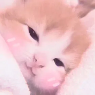 🐈 cat, kitten, cute, animal, pet, kawaii whatsapp sticker