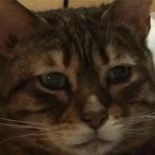 😂 gatto, animale, animale domestico, domestico telegram sticker