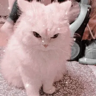 🐱 고양이, 귀여운, 애완동물, 동물, 복슬복슬한, 흰 고양이 telegram sticker