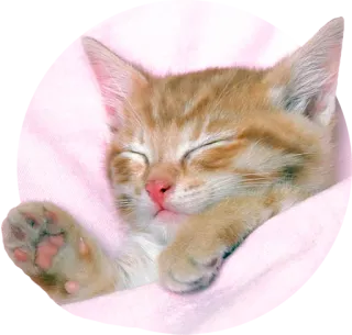 😴 kitten, cat, sleeping, cute, animal, pet, ginger telegram sticker