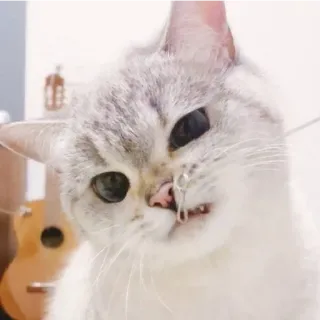 😁 Katze, Tier, Haustier, süß, weiße Katze, Säugetier, Hauskatze telegram sticker