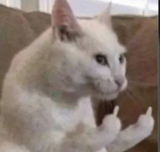 🌚 kucing, jari tengah, gestur ofensif, kucing putih, kasar, menghina telegram sticker