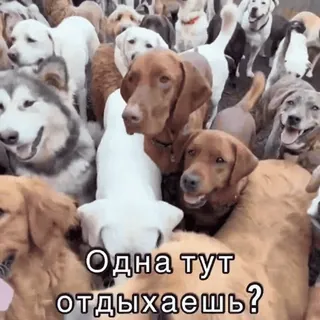 😏 Одна тут отдыхаешь? собаки, животные, толпа, смешные, милые, питомцы telegram sticker