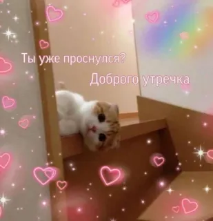 🌝 Ты уже проснулся? Доброго утречка kot, słodkie, serca, gwiazdy, dzień dobry whatsapp sticker