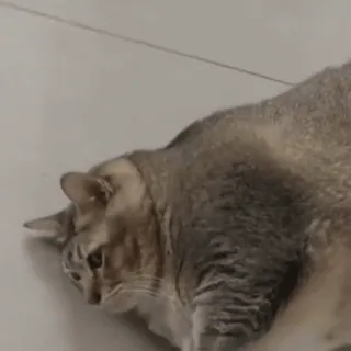 🙄 mèo, động vật, thú cưng, mèo nhà telegram sticker