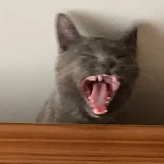 😡 猫, 打哈欠, 动物, 宠物, 灰猫, 张嘴, 牙齿, 哺乳动物 telegram sticker