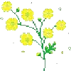 🌼