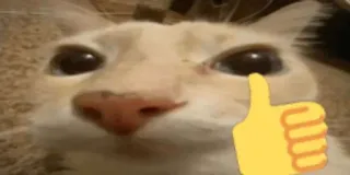😐 Katze, Daumen hoch, Tier, Haustier, Meme telegram sticker
