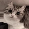 😺