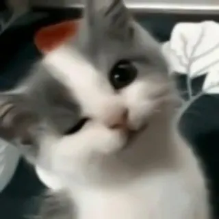 😉 猫, 小猫, 可爱, 动物, 宠物 telegram sticker