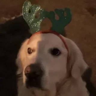 🦌 Hund, Golden Retriever, Weihnachten, Geweih, Feiertag, Haustier, Tier telegram sticker