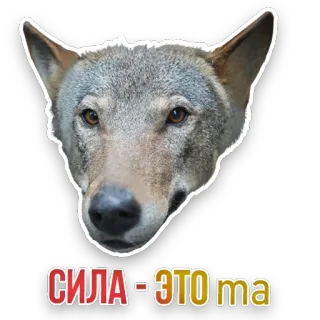 🐺 СИЛА - ЭТО ma wolf, animal, strength, dog telegram sticker